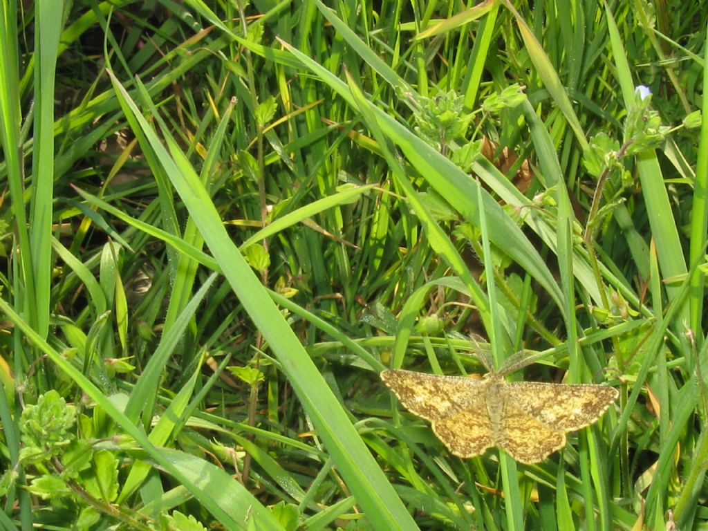 Ematurga atomaria, maschio?  S !