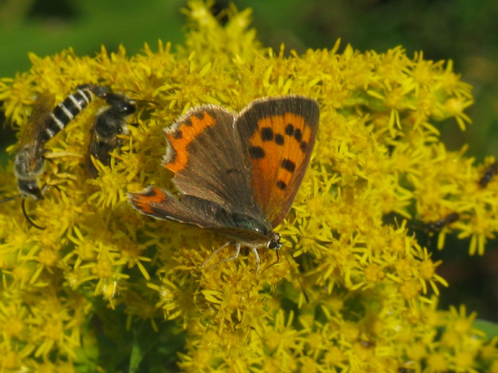 Lycaena phlaeas maschio?  S !