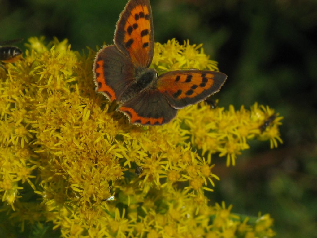 Lycaena phlaeas maschio? 2