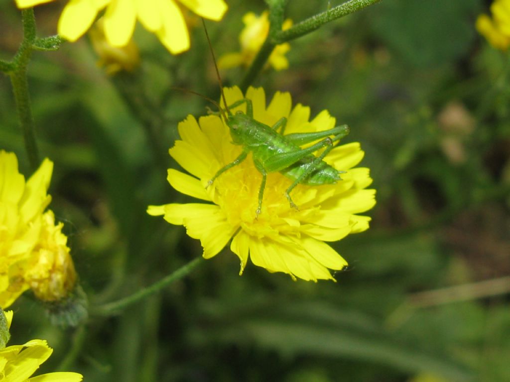 Conocephalus...? No, ninfa di Tettigonia viridissima