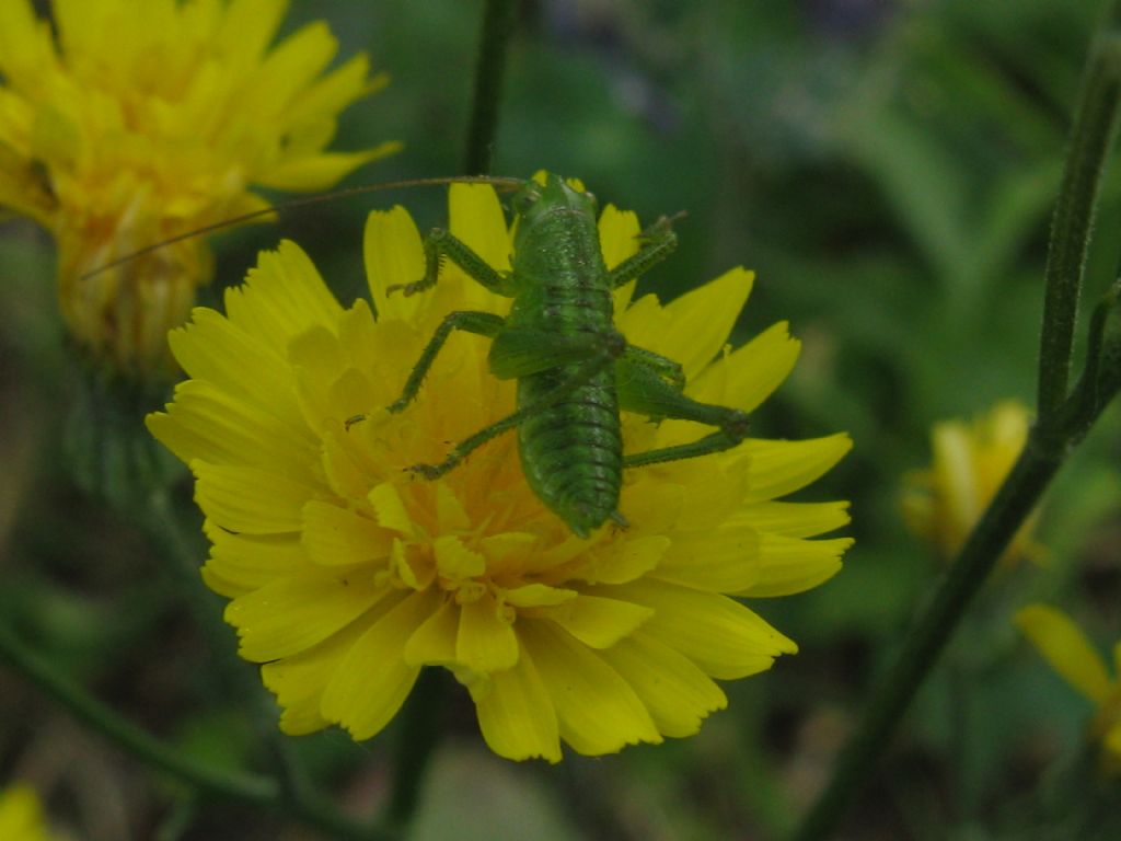 Conocephalus...? No, ninfa di Tettigonia viridissima