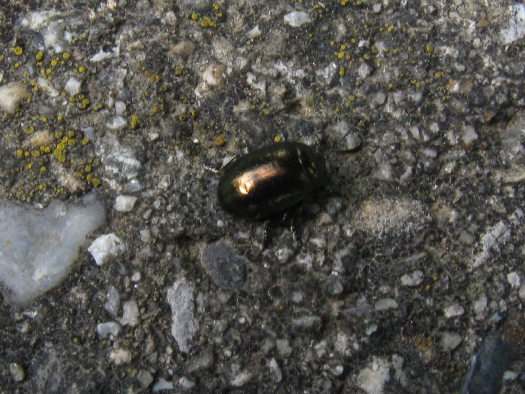 Chrysomelidae: Chrysolina aff. quadrigemina