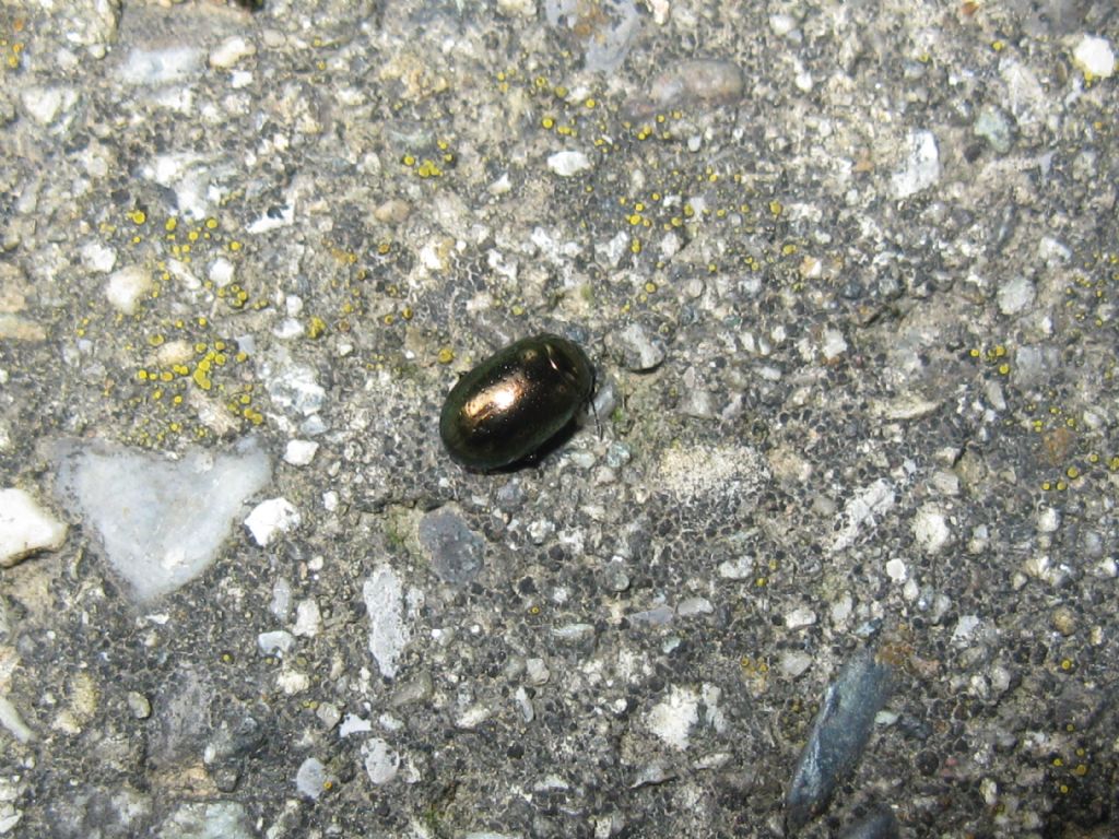 Chrysomelidae: Chrysolina aff. quadrigemina