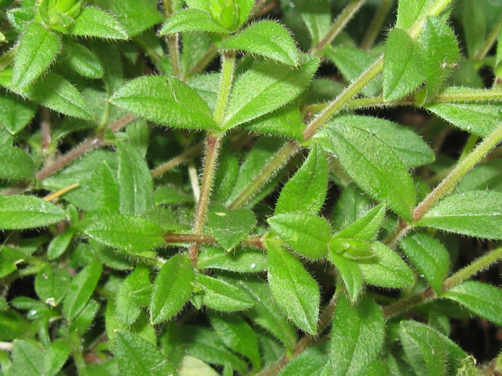 Cerastium holosteoides