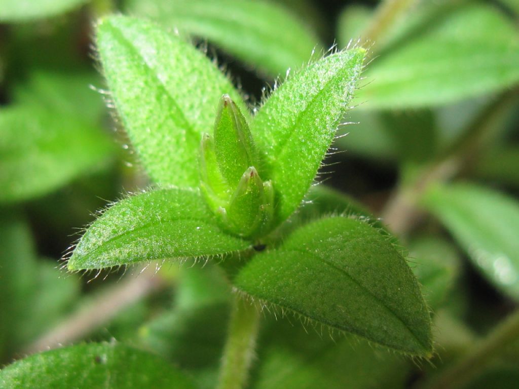 Cerastium holosteoides