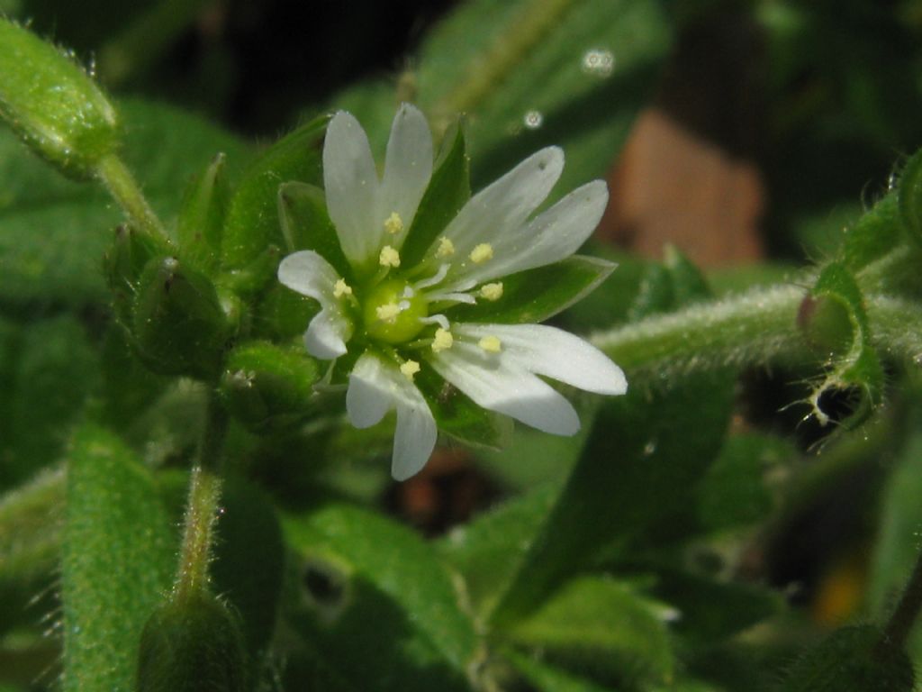 Cerastium holosteoides