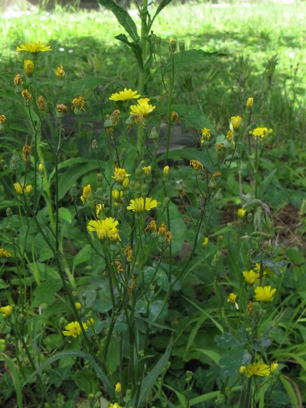 Crepis capillaris / Radicchiella capillare