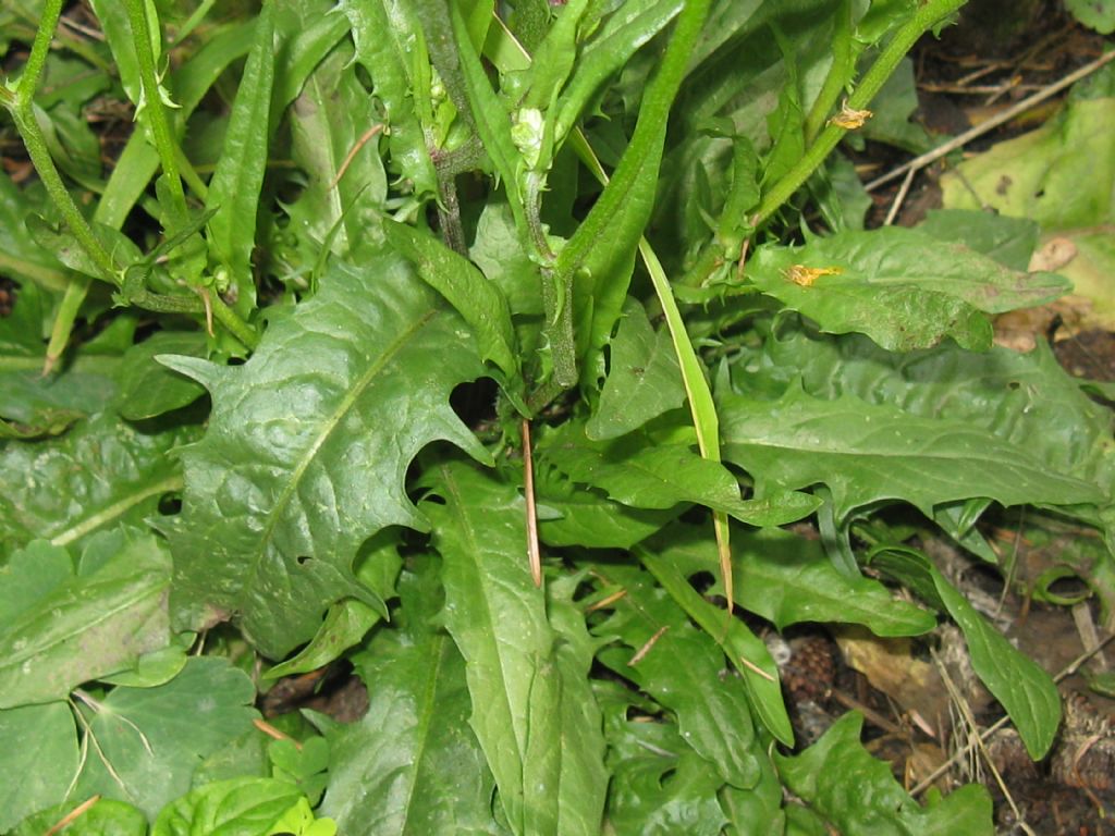 Crepis capillaris / Radicchiella capillare