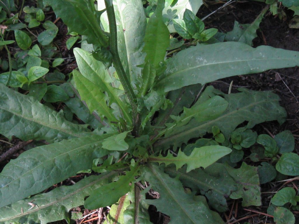 Crepis capillaris / Radicchiella capillare