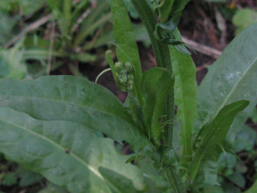 Crepis capillaris / Radicchiella capillare