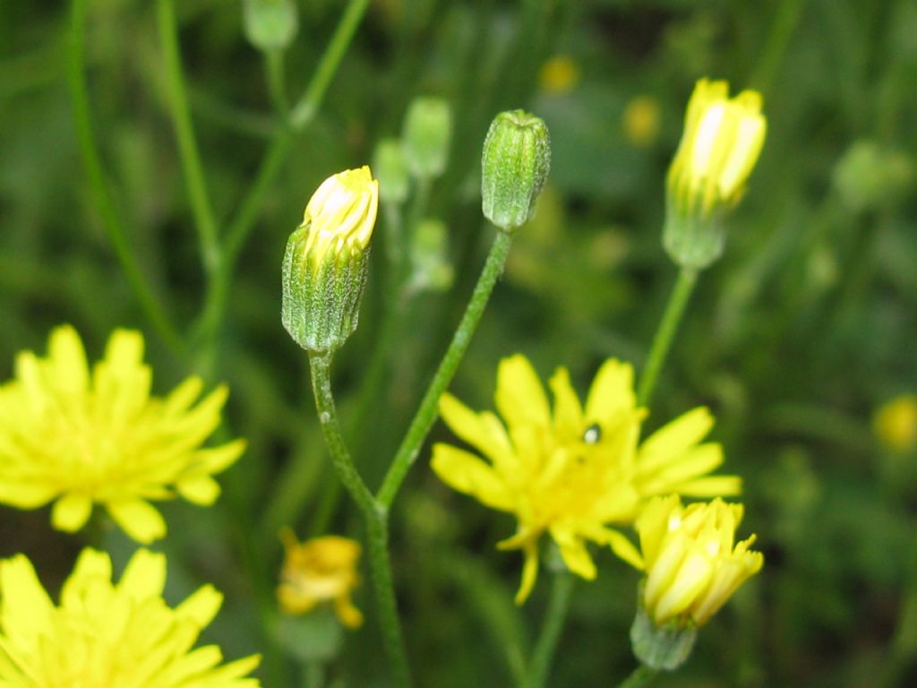 Crepis capillaris / Radicchiella capillare