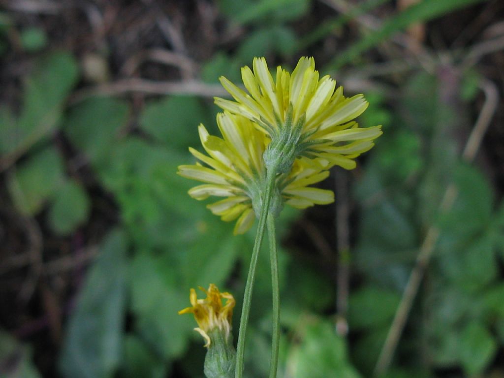 Crepis capillaris / Radicchiella capillare