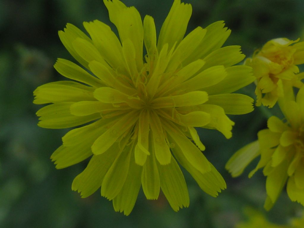 Crepis capillaris / Radicchiella capillare