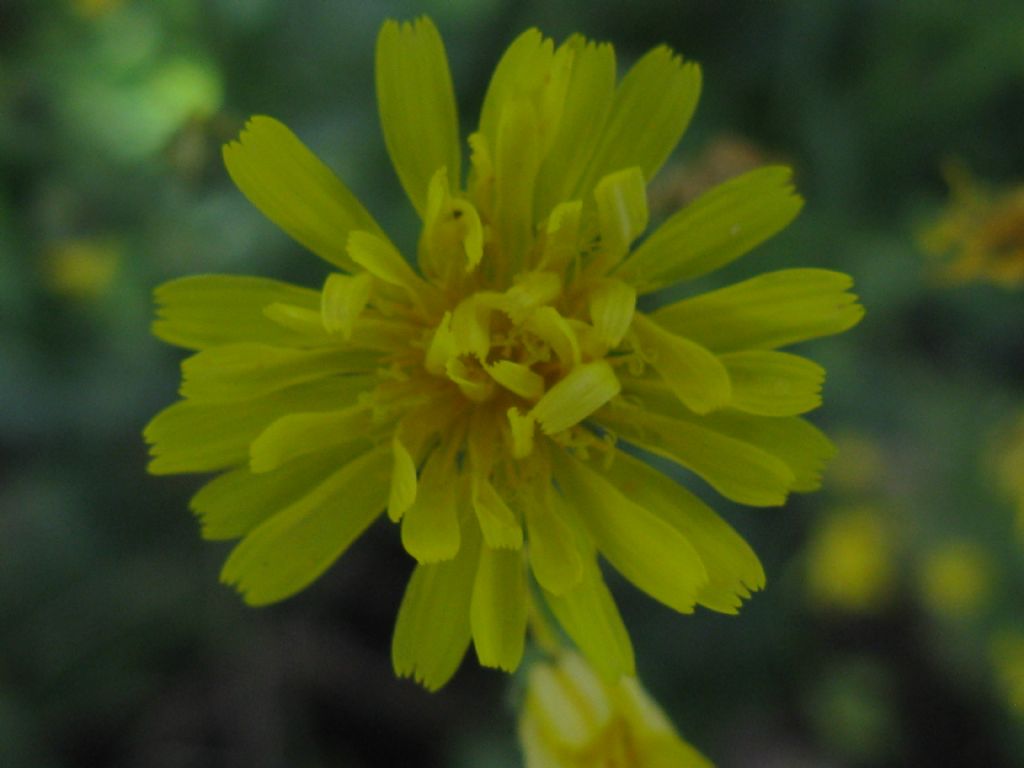 Crepis capillaris / Radicchiella capillare