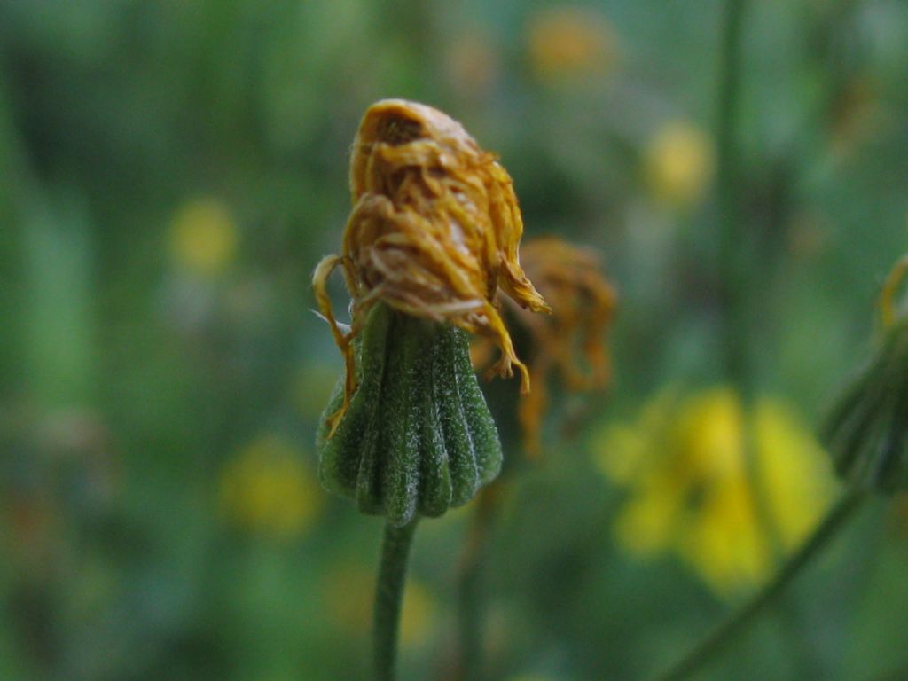 Crepis capillaris / Radicchiella capillare