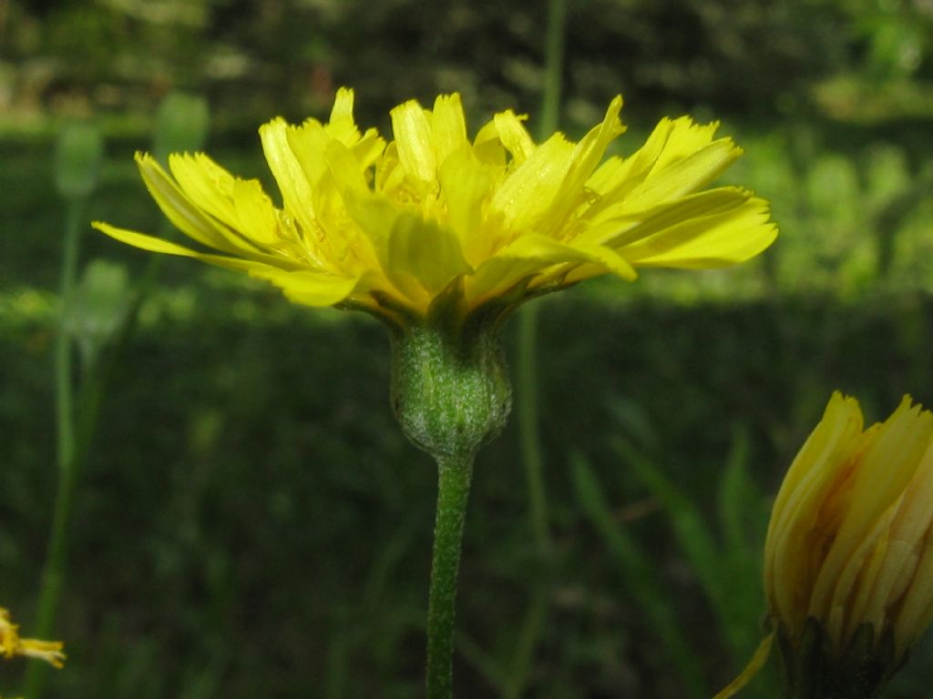 Crepis capillaris / Radicchiella capillare