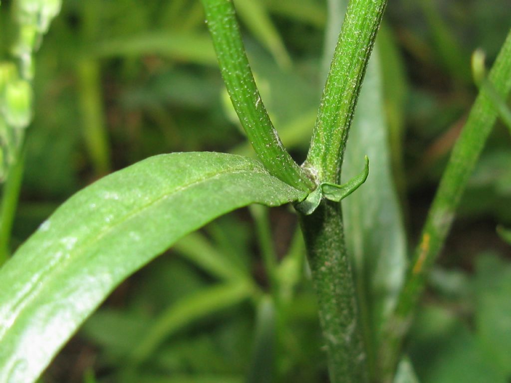 Crepis capillaris / Radicchiella capillare