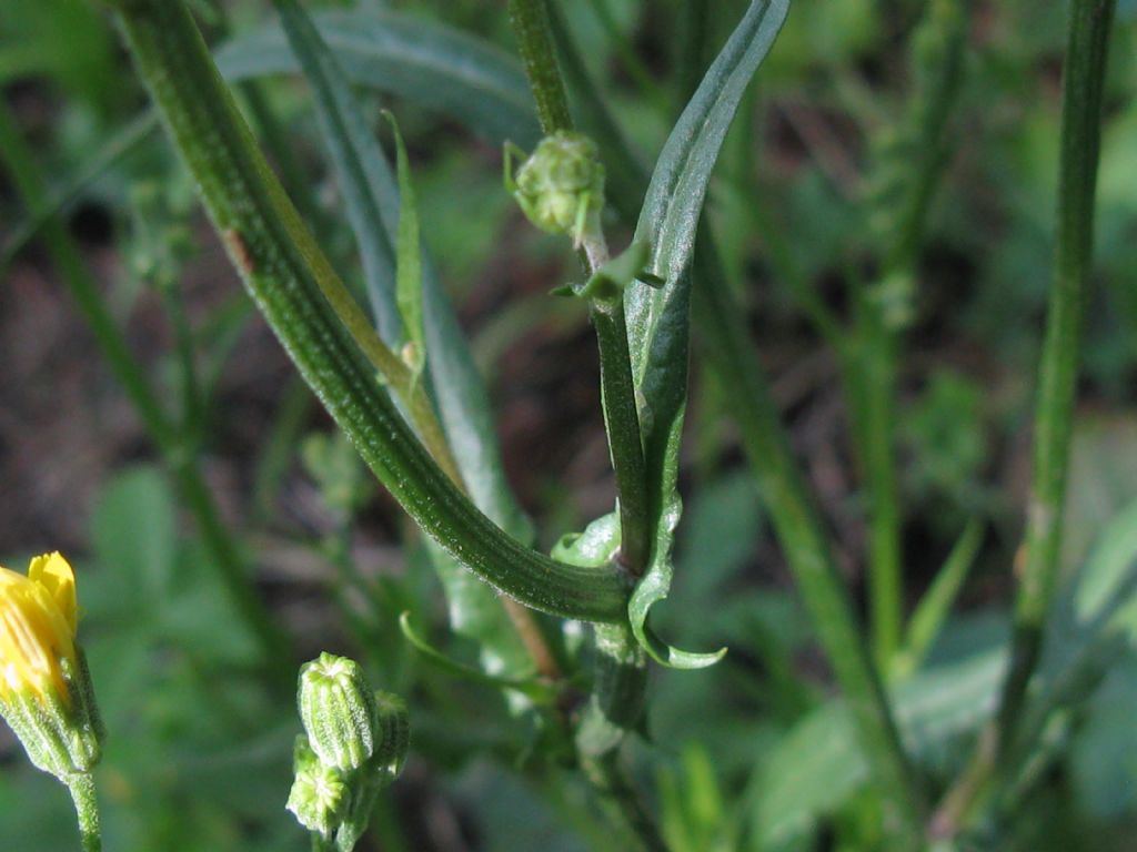 Crepis capillaris / Radicchiella capillare