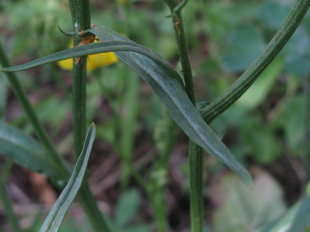 Crepis capillaris / Radicchiella capillare