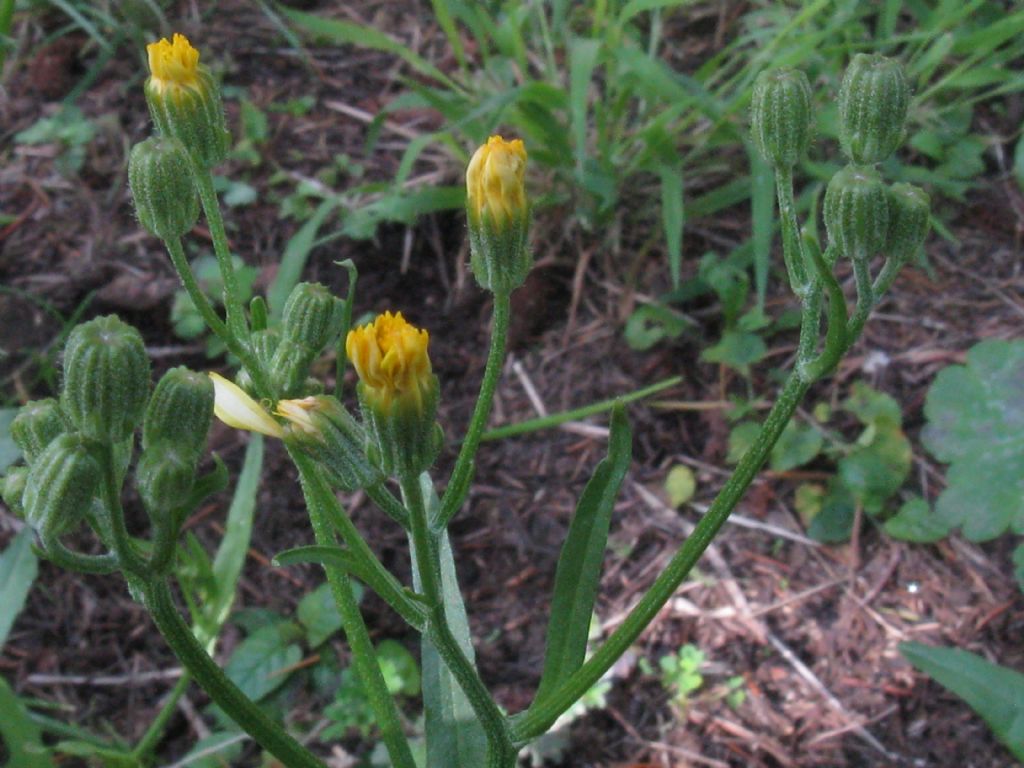 Crepis capillaris / Radicchiella capillare