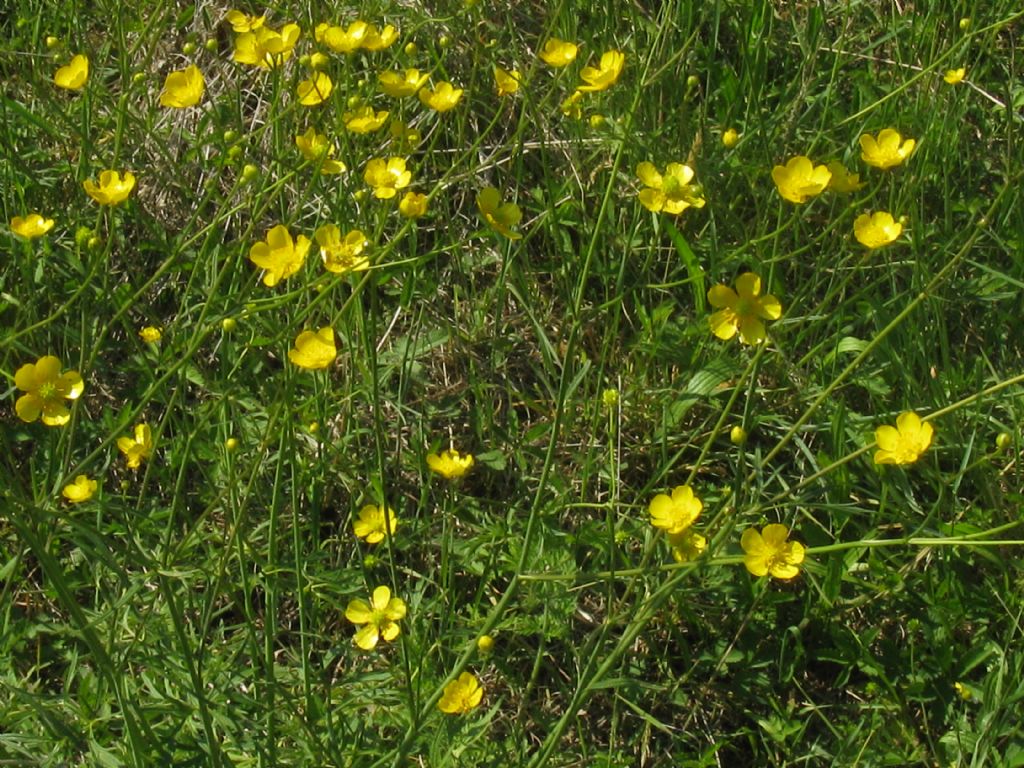 Ranuncolo...?  Ranunculus acris, da confermare