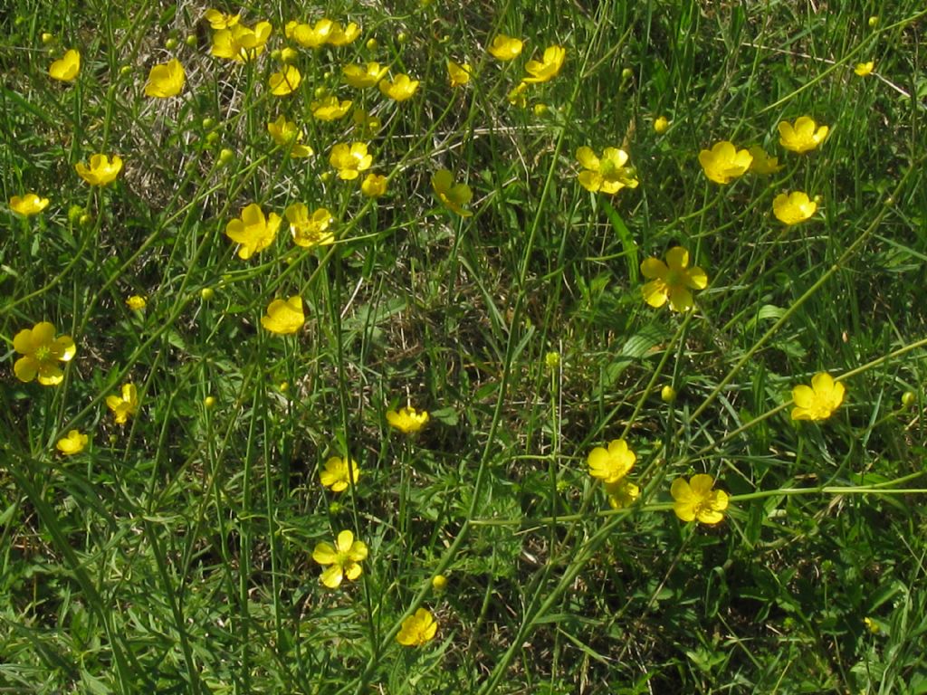 Ranuncolo...?  Ranunculus acris, da confermare