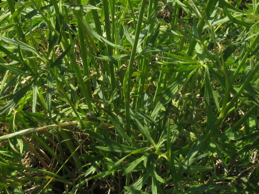 Ranuncolo...?  Ranunculus acris, da confermare