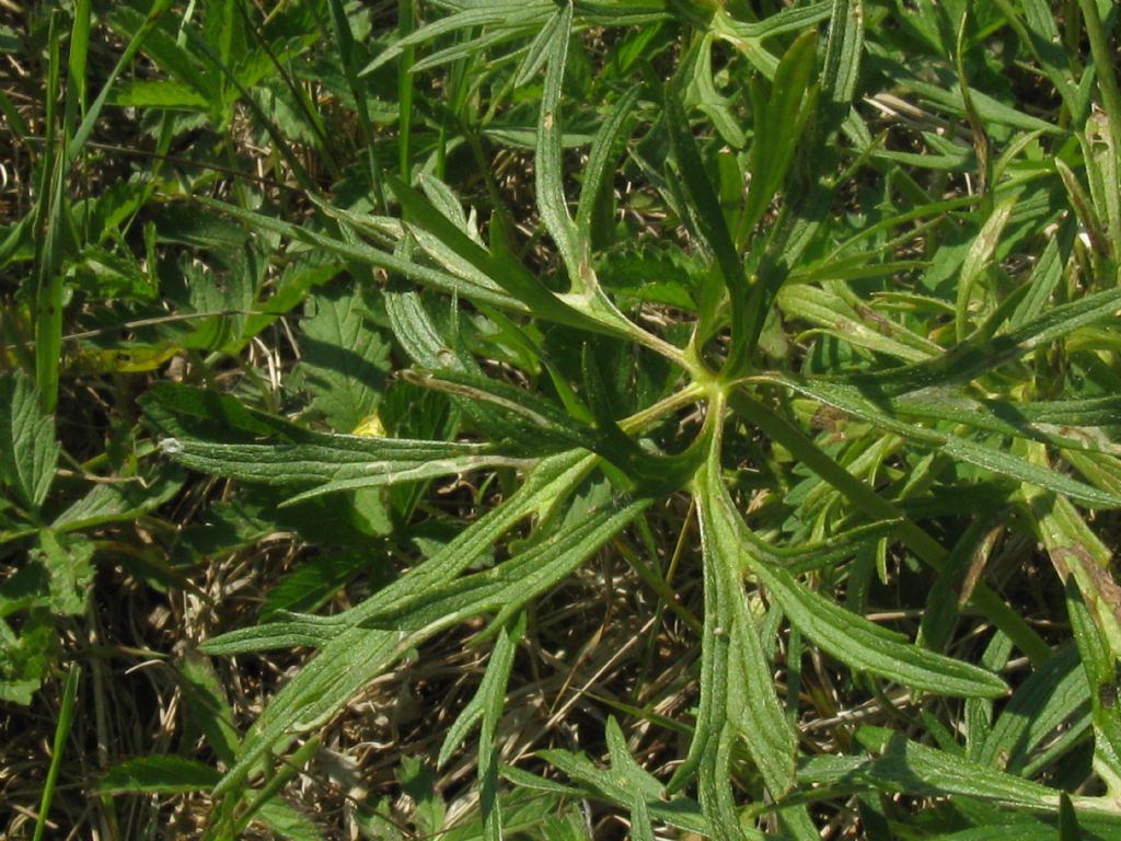 Ranuncolo...?  Ranunculus acris, da confermare