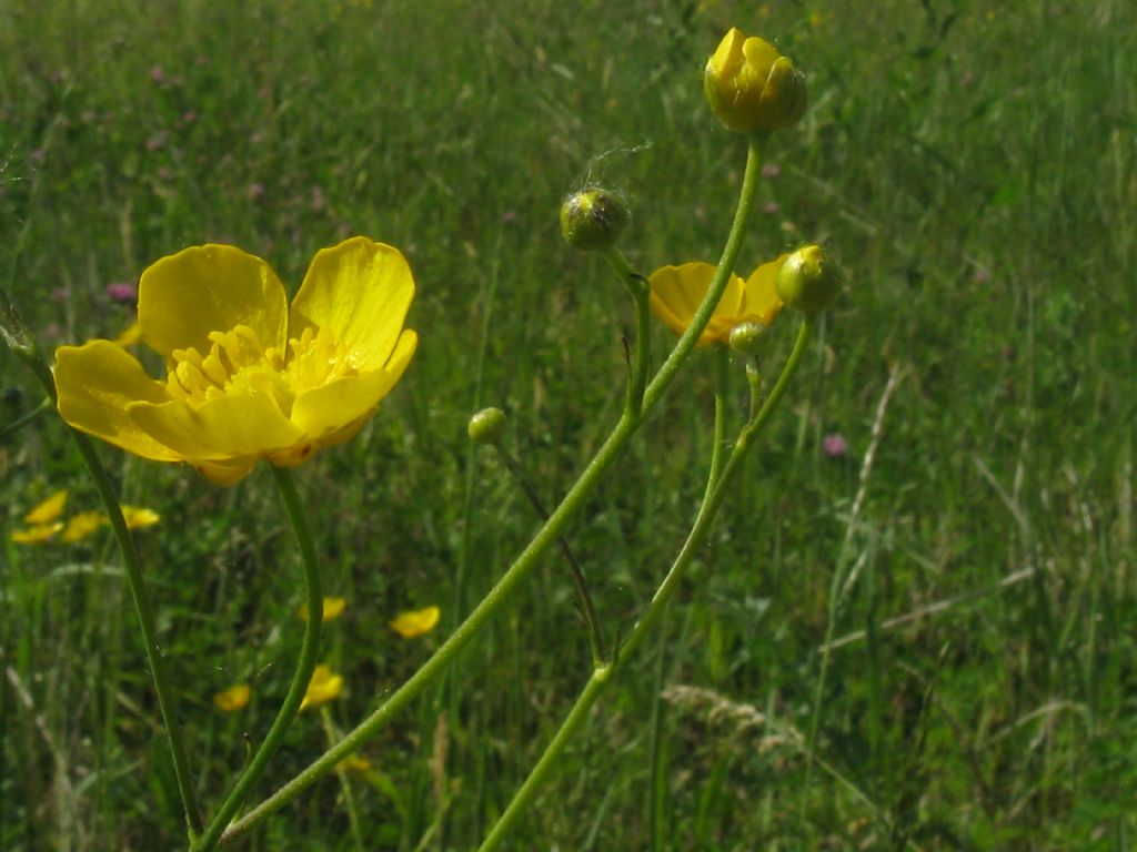 Ranuncolo...?  Ranunculus acris, da confermare