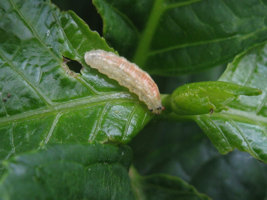 Larva di...Syrphidae
