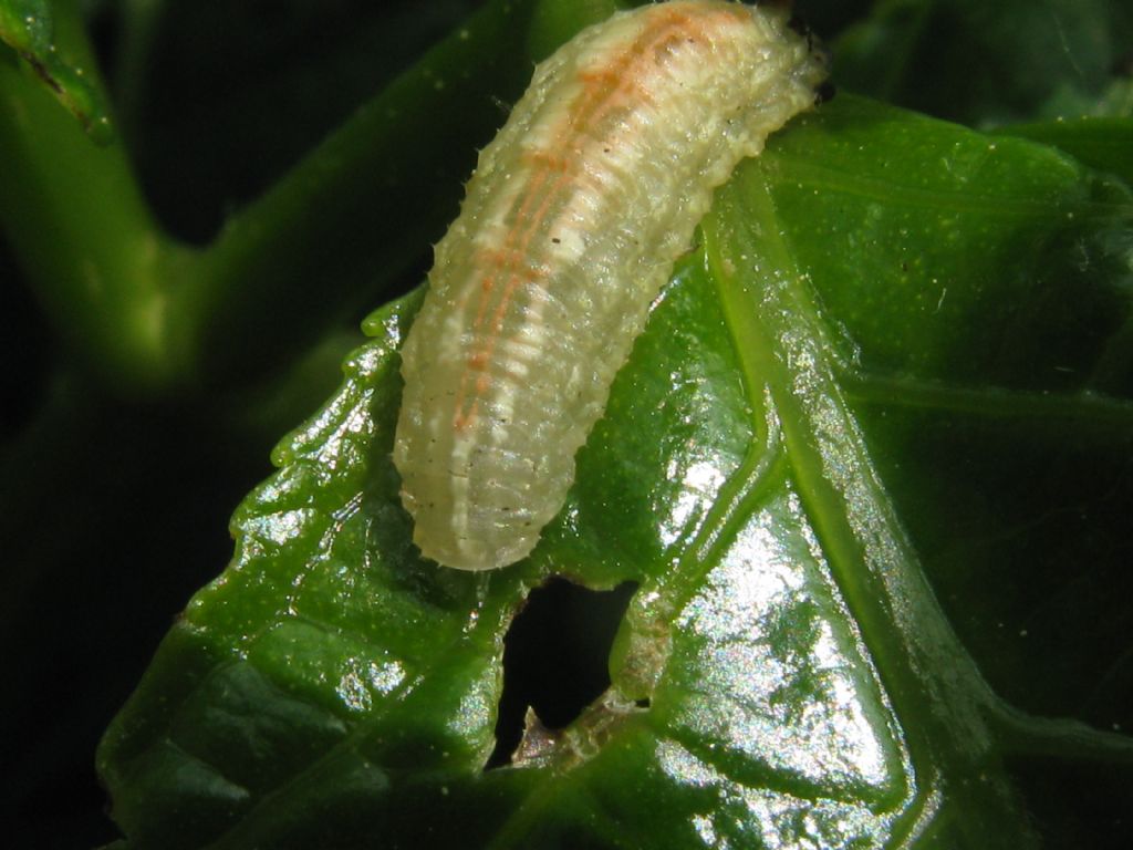 Larva di...Syrphidae
