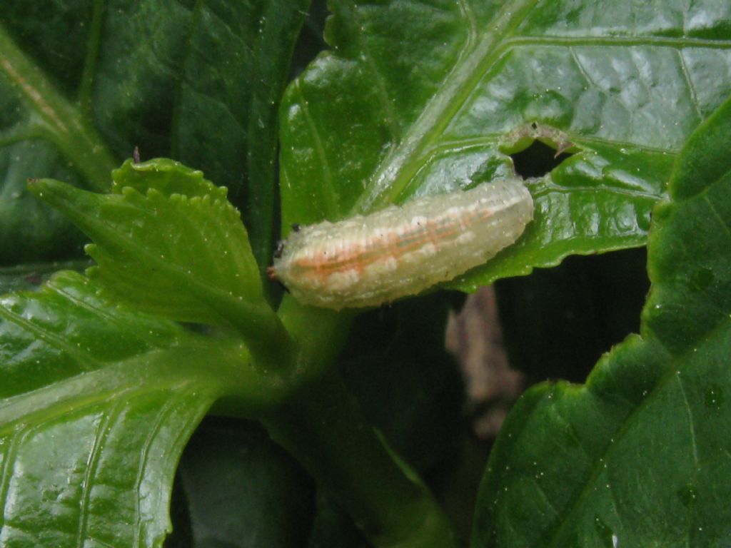 Larva di...Syrphidae