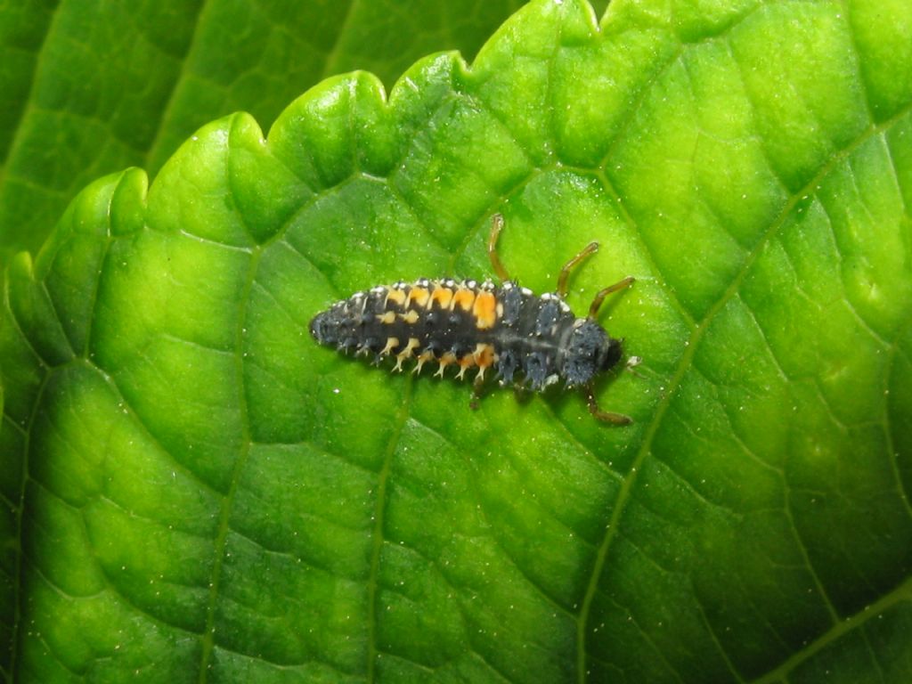 Coccinellidae: larva di Harmonia axyridis? S.