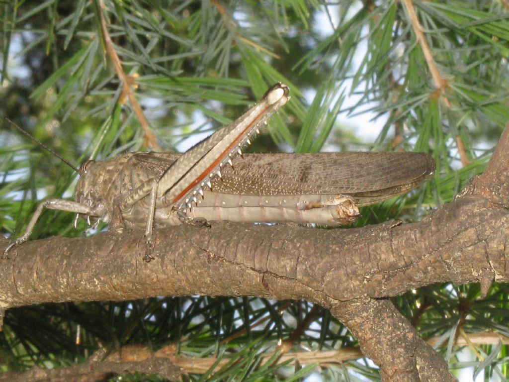 Acrididae...? M o F?   Anacridium aegyptium