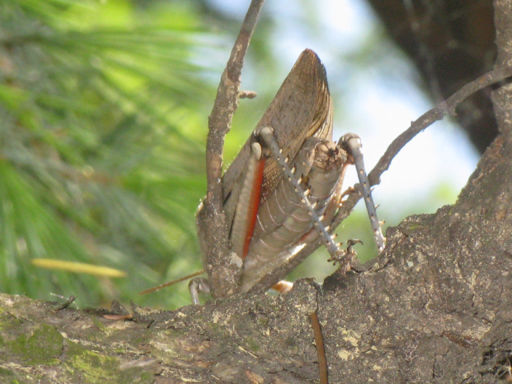 Acrididae...? M o F?   Anacridium aegyptium