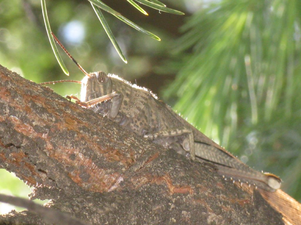 Acrididae...? M o F?   Anacridium aegyptium