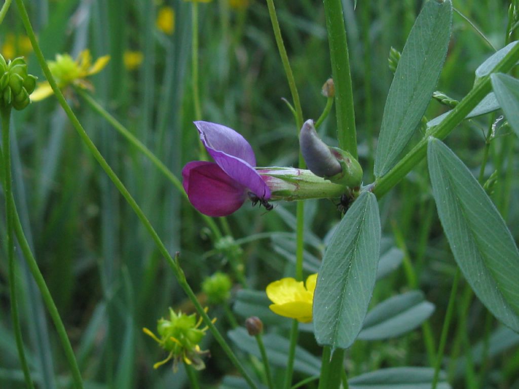 Vicia sativa subsp.sativa