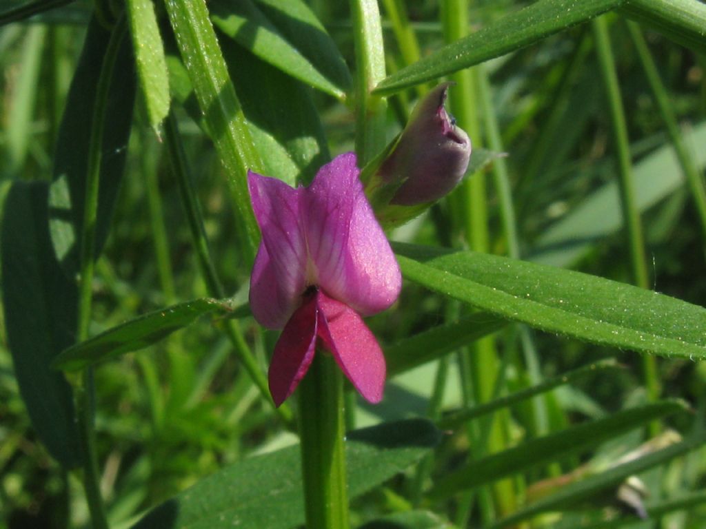 Vicia sativa subsp.sativa