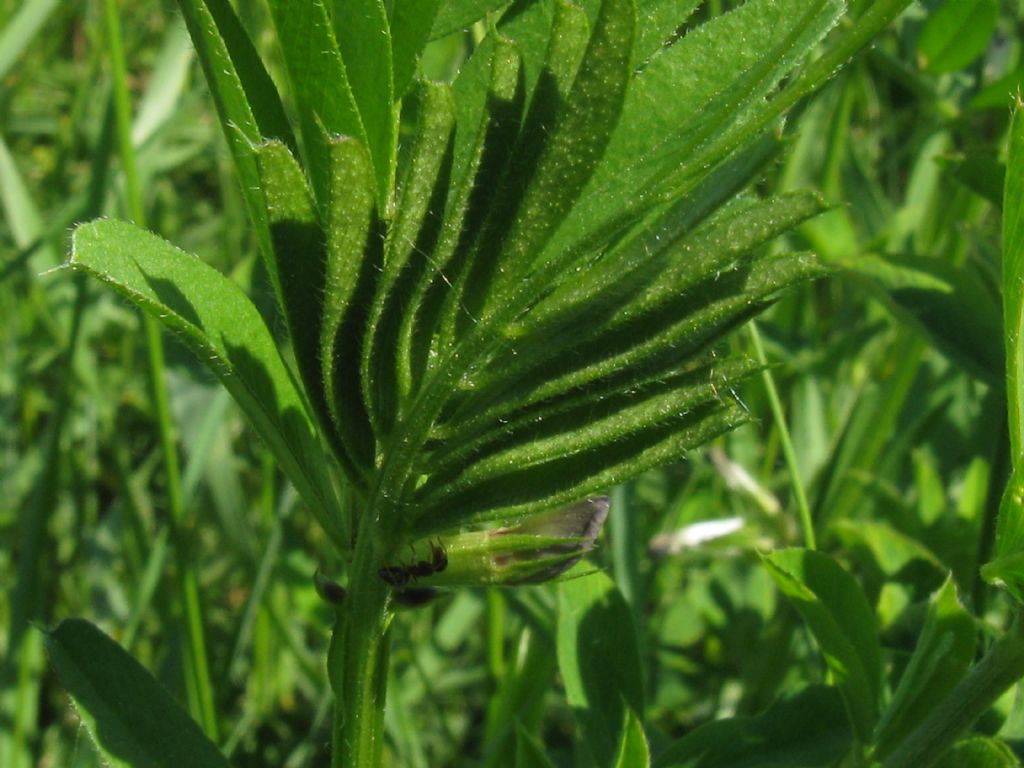 Vicia sativa subsp.sativa