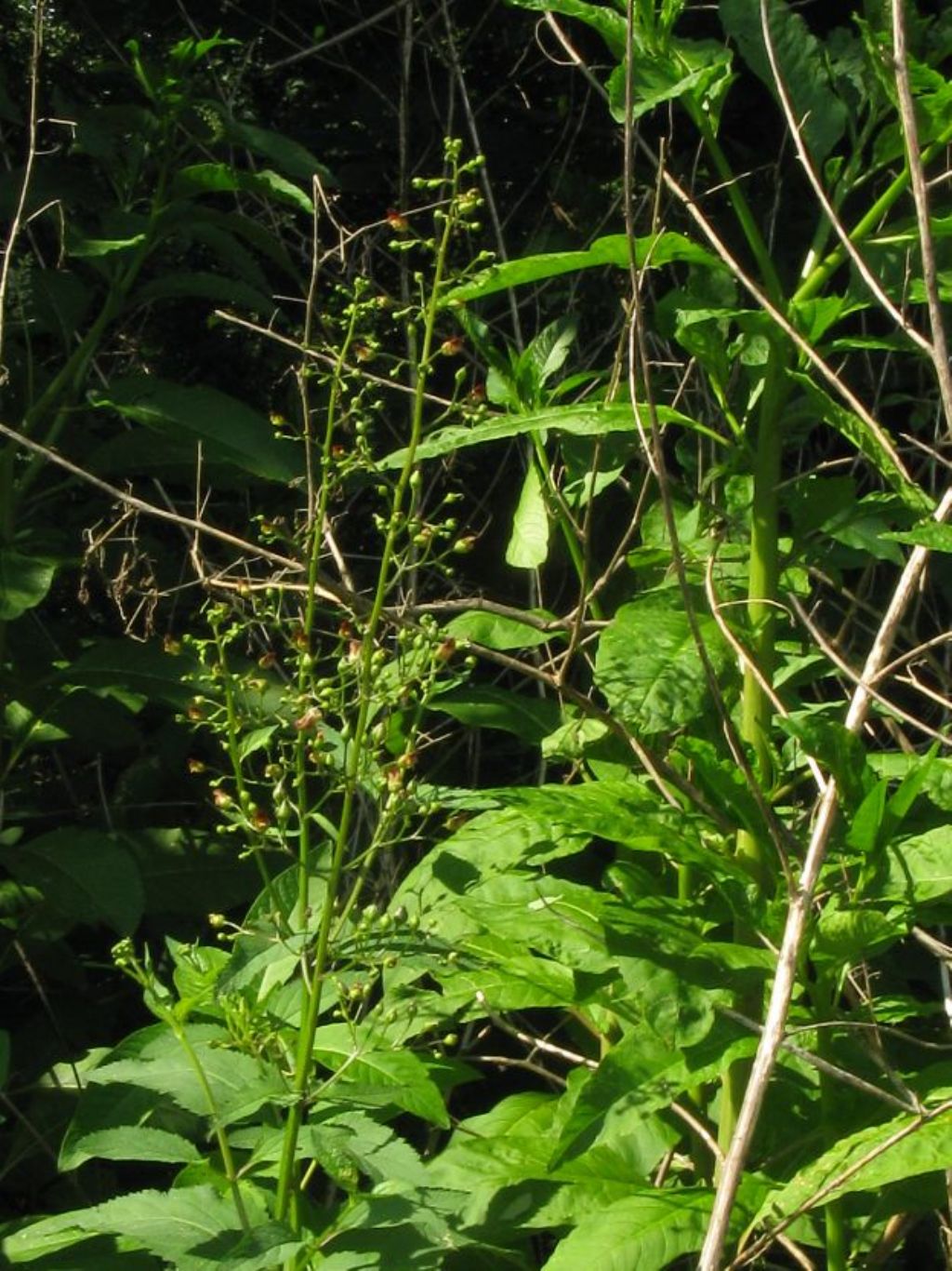 Scrophularia scopolii?  No,  Scrophularia nodosa