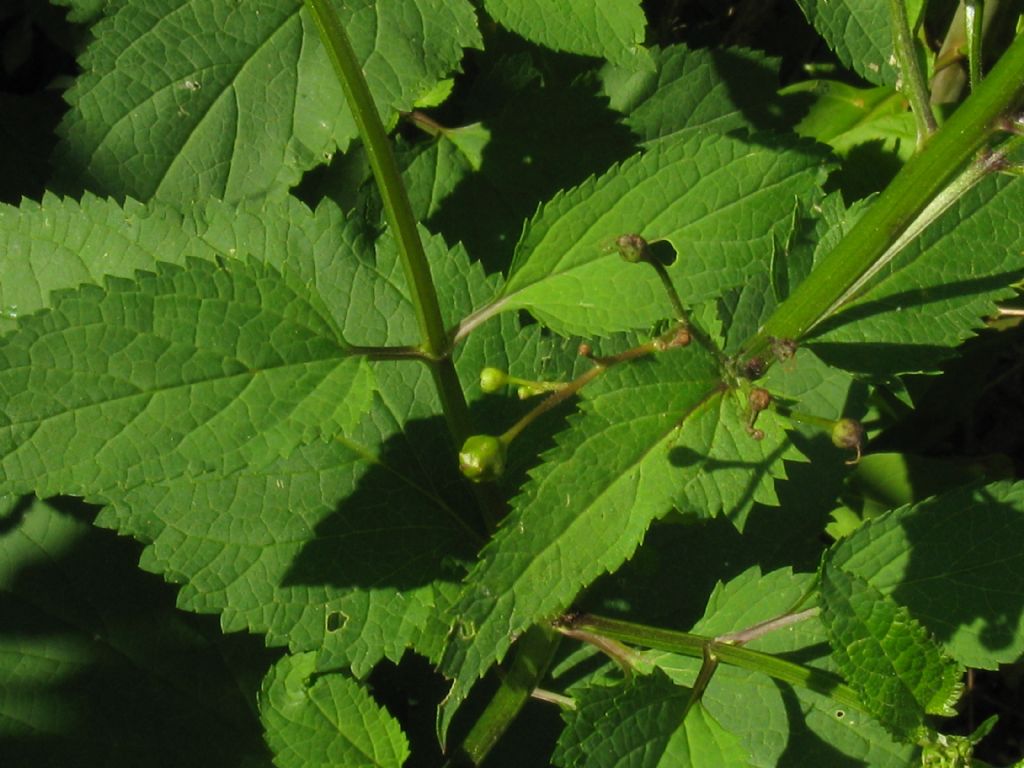 Scrophularia scopolii?  No,  Scrophularia nodosa