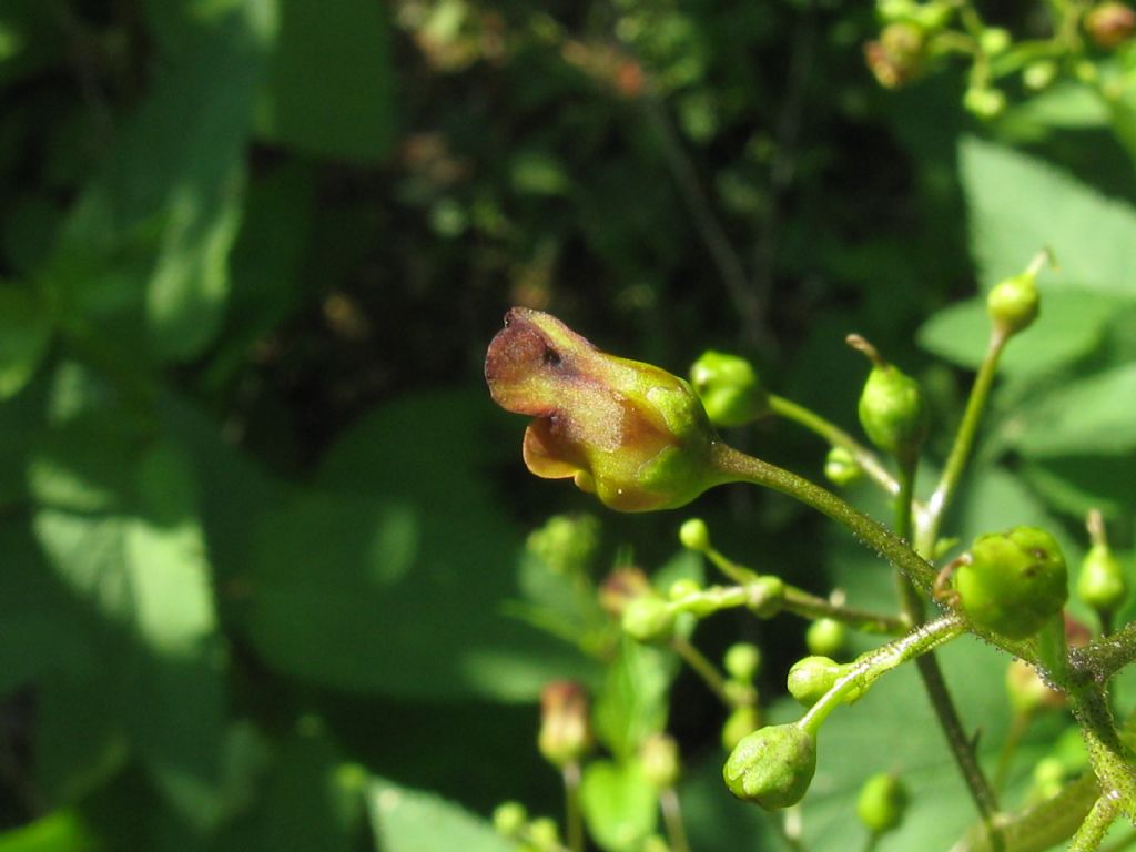 Scrophularia scopolii?  No,  Scrophularia nodosa