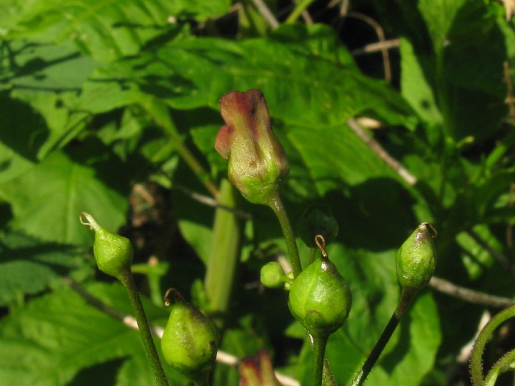 Scrophularia scopolii?  No,  Scrophularia nodosa