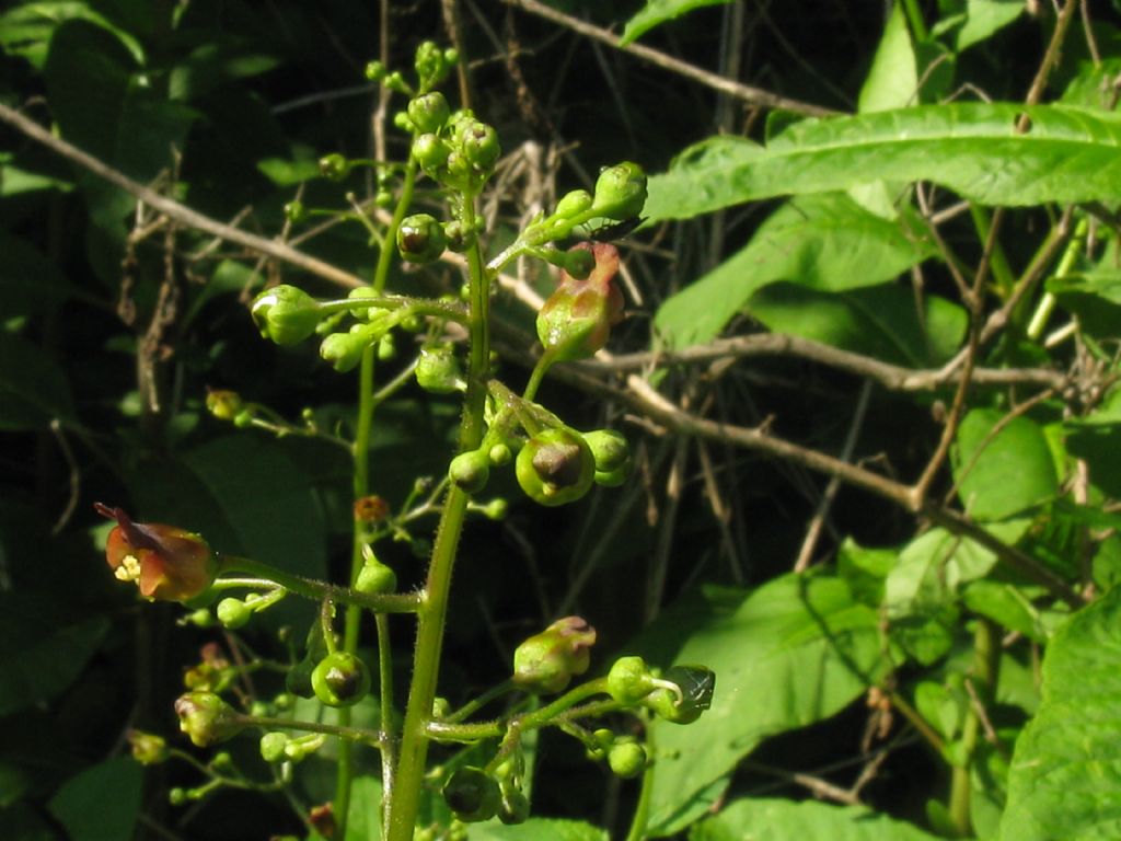 Scrophularia scopolii?  No,  Scrophularia nodosa