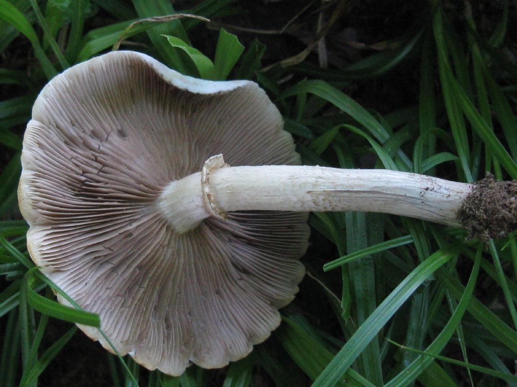 Quali Funghi? maggio 4