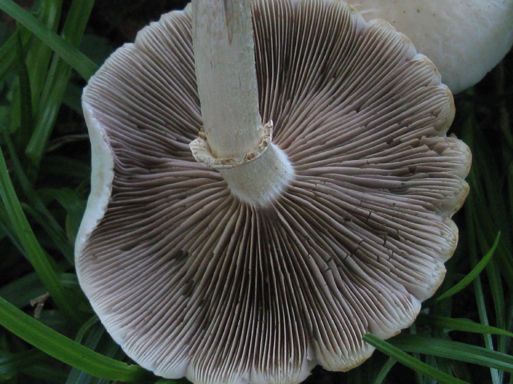 Quali Funghi? maggio 4