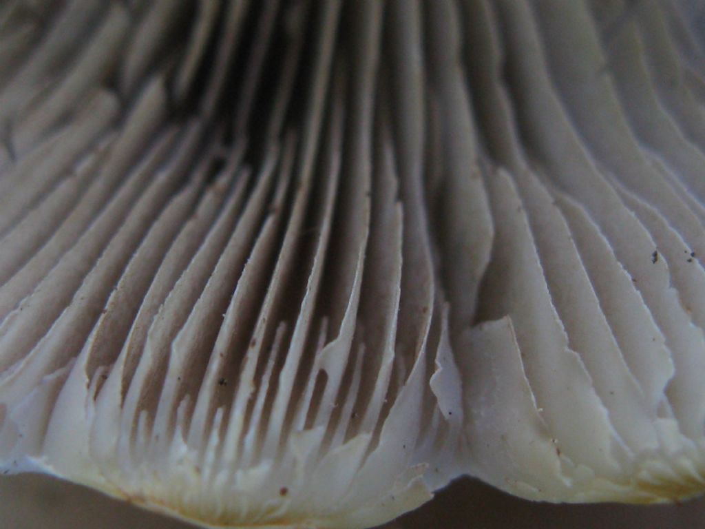 Quali Funghi? maggio 4