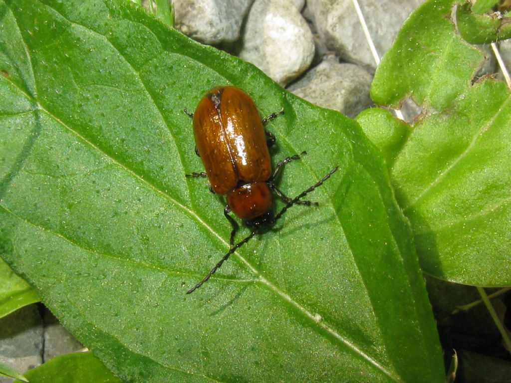 Chrysomelidae: Exosoma lusitanicum