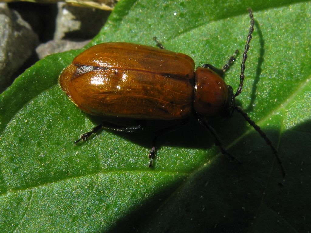 Chrysomelidae: Exosoma lusitanicum