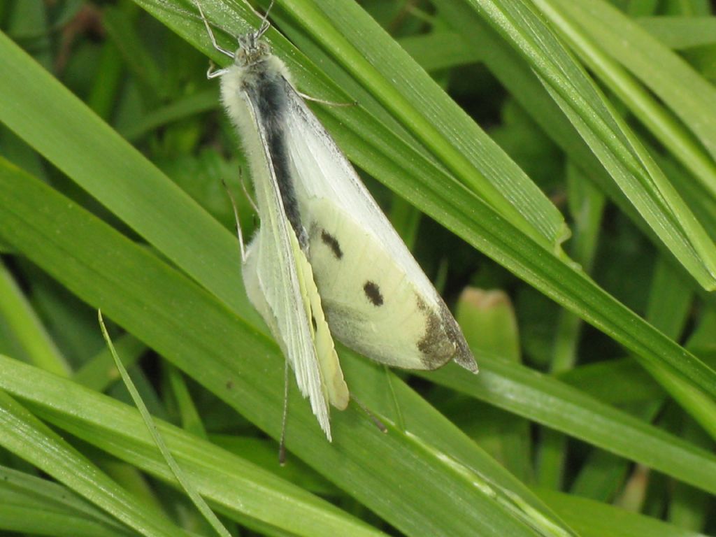 Coppia di Pieris rapae?  S !